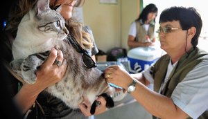 905013-vacina_caes_gatos_df_7710.jpg / Foto: Agência Brasil