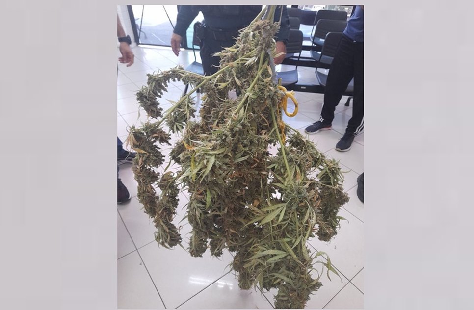 maconha / Foto: Foto: SSP/ Ascom