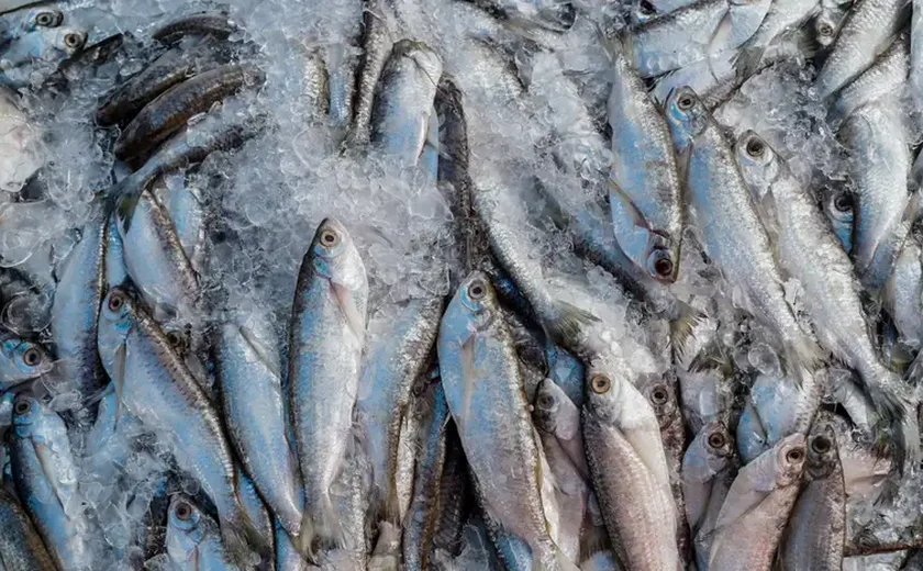 Abipesca pede ao governo crédito emergencial de R$ 900 milhões para mitigar impacto do tarifaço