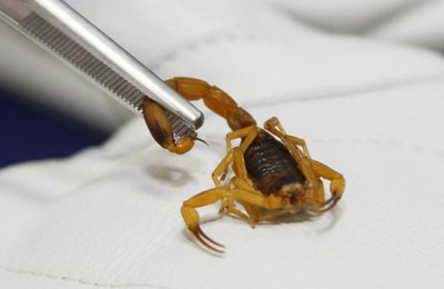 No verão, pais devem ter cuidado redobrado para evitar picada de escorpião em crianças 
