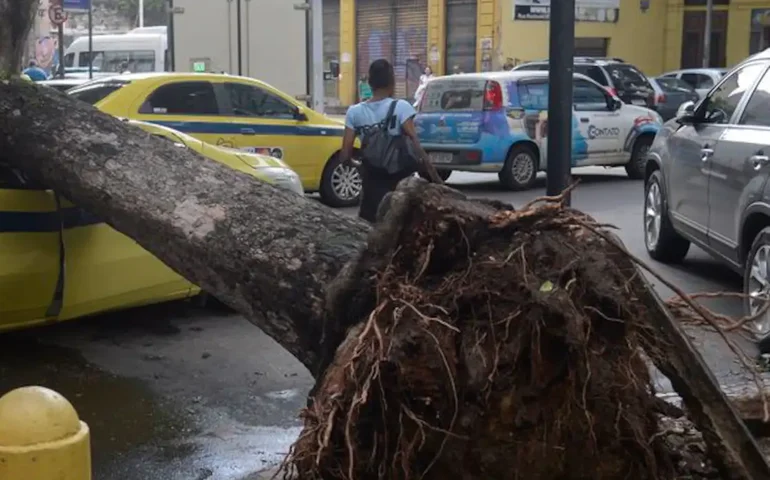 Árvore cai sobre carro no bairro Higienópolis; capital teve 70 quedas de árvores
