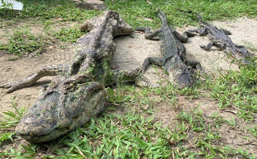 Criatório com jacarés famintos é multado novamente por maus tratos