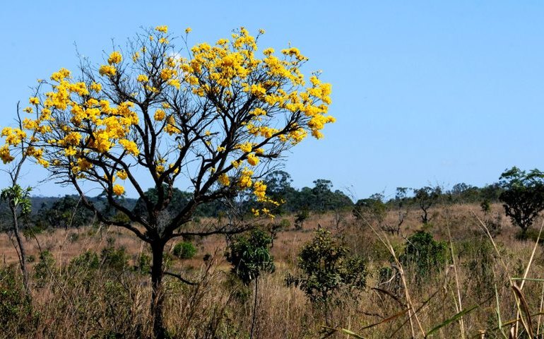 Comissão de Meio Ambiente debate plano de controle do desmatamento no Cerrado