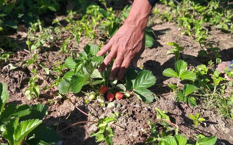 Seagri-AL e Emater anunciam a realização de concursos públicos