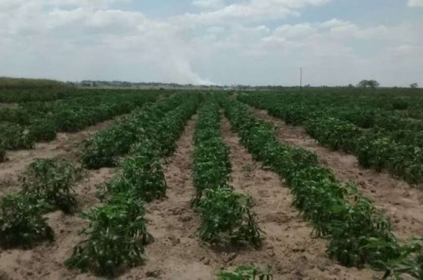 Emater e Embrapa realizam Dia de Campo sobre mandioca em Junqueiro
