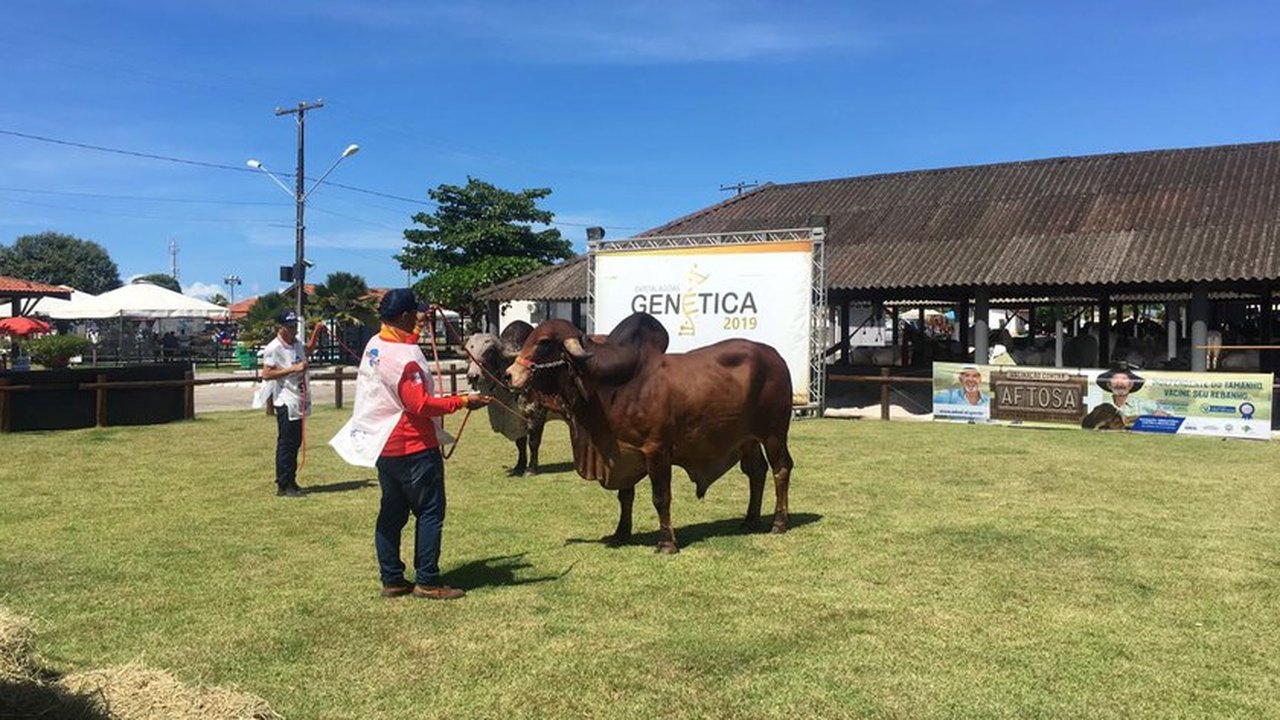 Expoalagoas Genética Itinerante traz programação focada no pilar genético