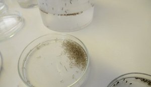 zika virus