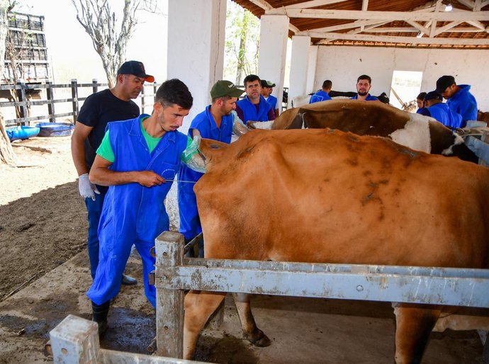 Agricultura capacita profissionais para atuarem na inseminação artificial de rebanho bovino