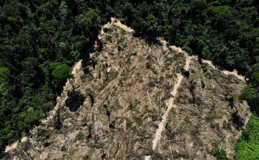 Pesquisadores brasileiros apontam colapso na cobertura Florestal até 2050