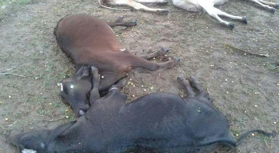gado atingido por raio / Foto: Whatsapp
