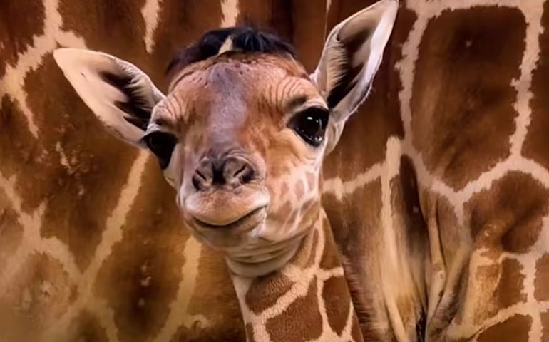 'Você conquistou nossos corações': Zoológico de Toledo dá as boas-vindas a uma adorável girafa bebê