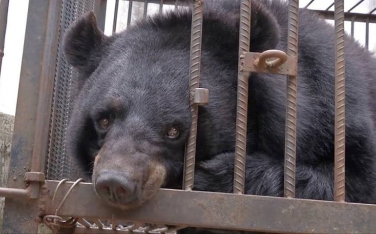 Família chinesa cria filhote de urso achando que era um cachorro