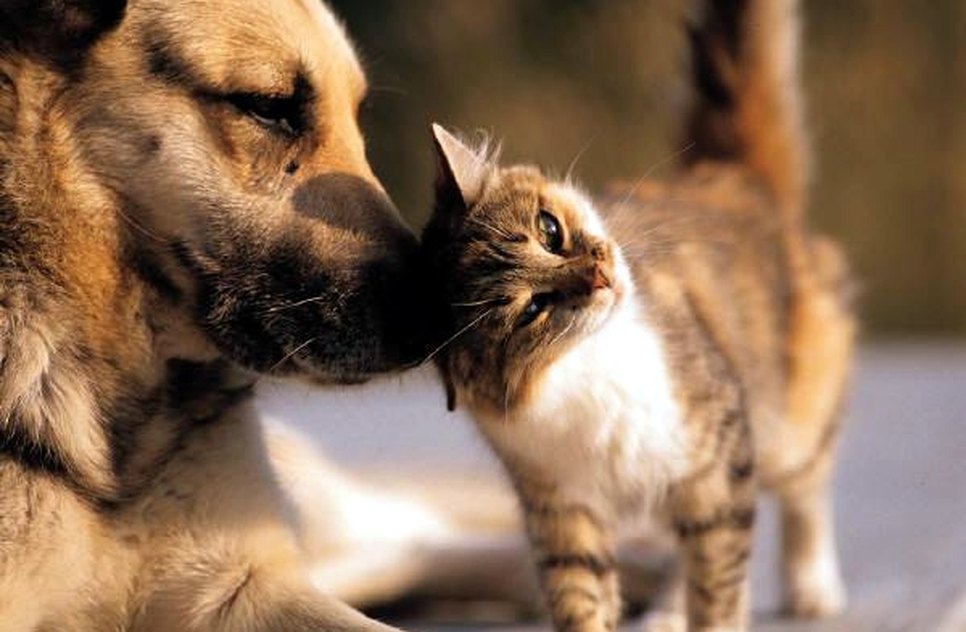 animal-clinic-18