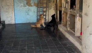Animais permaneceram diante das sepulturas por um bom tempo, em cena flagrada na Argentina