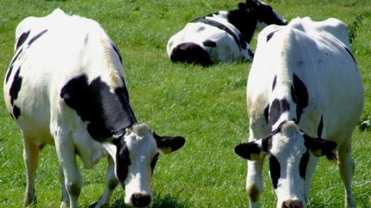Adeal emite guias de trânsito animal na Feira de Dois Riachos