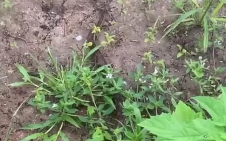 Jiboia é flagrada em área de mata no bairro Ouro Preto, na ladeira do Claudenor, em Arapiraca