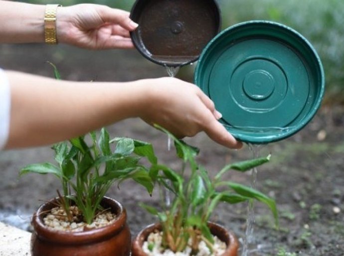 Aedes aegypti: conhecer os cuidados é a maior arma contra o mosquito