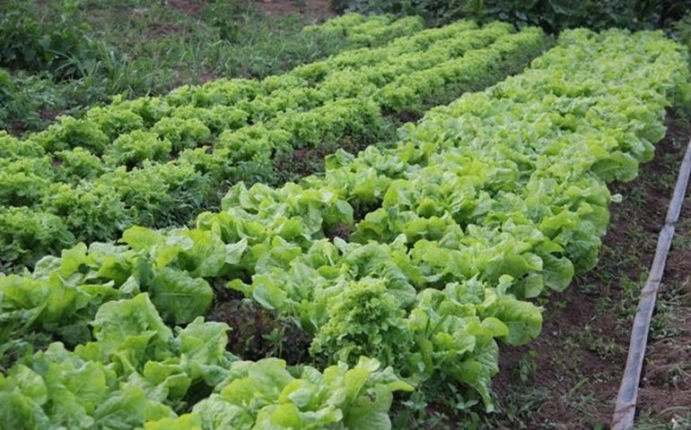 Estudantes recolhem quatro toneladas de lixo da orla marítima de Jequiá da Praia