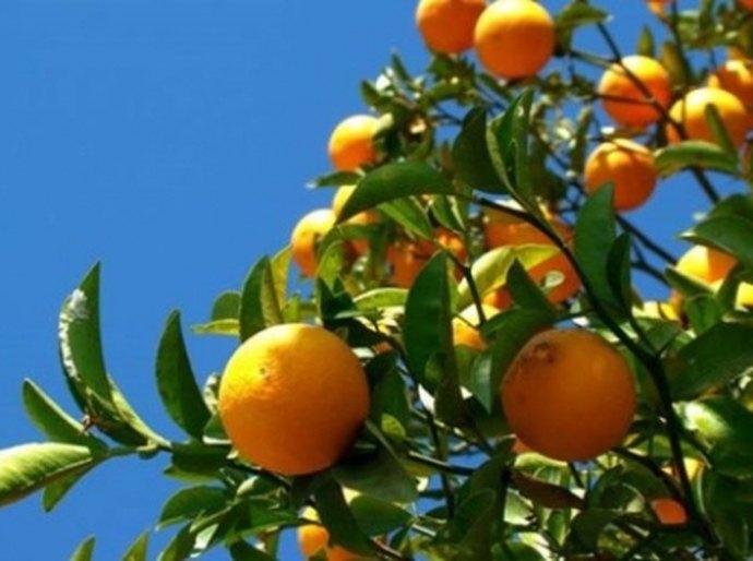 União dos Palmares sedia II Seminário de Fruticultura do Vale do Mundaú