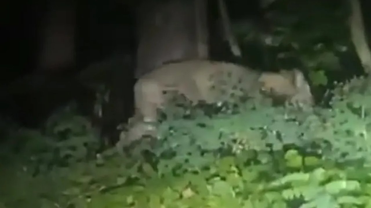 Vídeo gravado por moradores mostra suposta leoa que fugiu em Berlim; veja