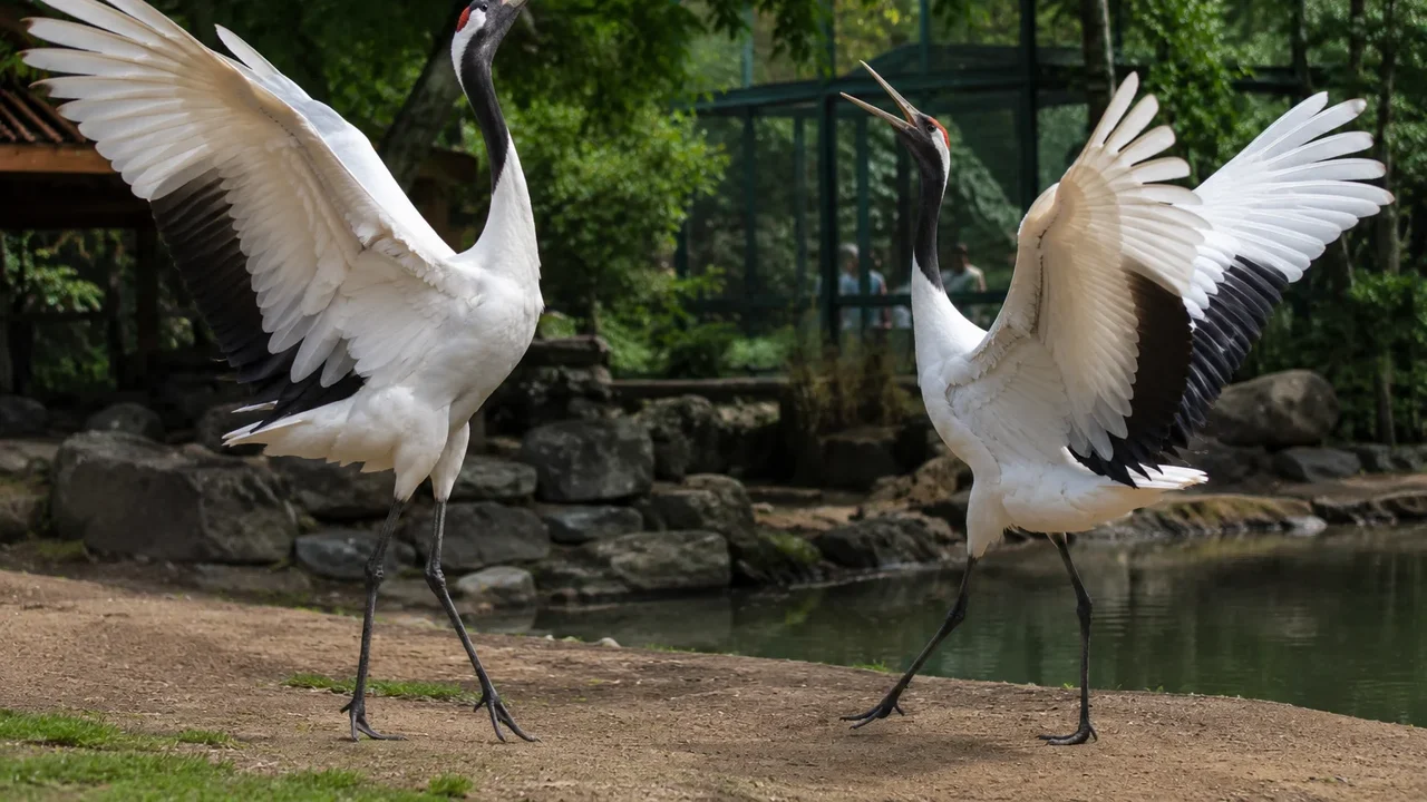 Grous do Zoológico de Moscou celebram a chegada da sexta-feira
