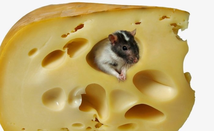 No Brasil rato consegue culpar o queijo