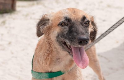 Gabinete da Causa Animal promove neste domingo nova edição da Feira de Adoção