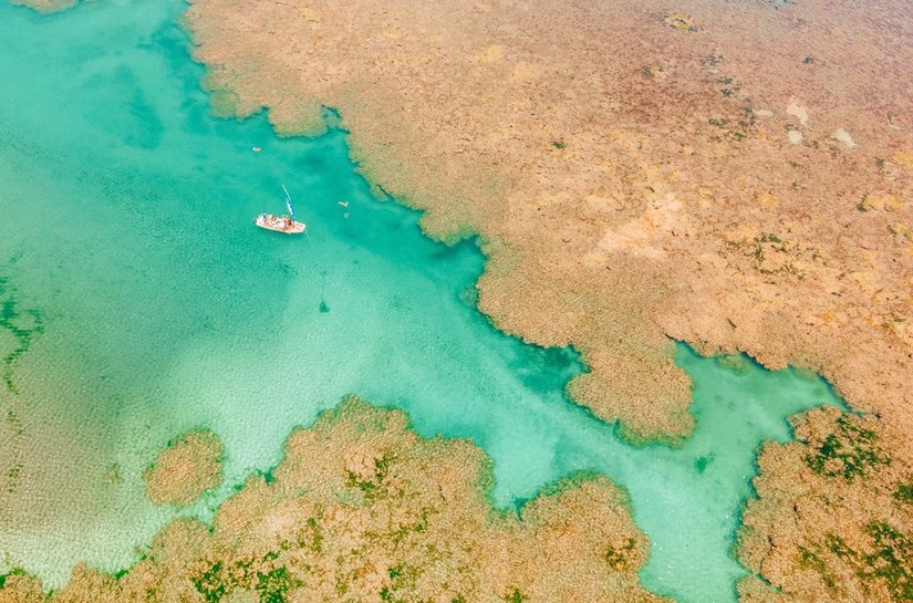 Projeto em Alagoas alcança marca de 500 corais cultivados e avança na recuperação dos recifes
