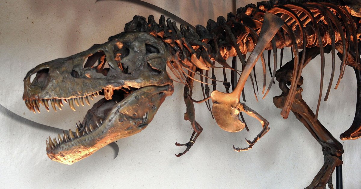 Cientistas encontram dente de tiranossauro no crânio de outro dinossauro