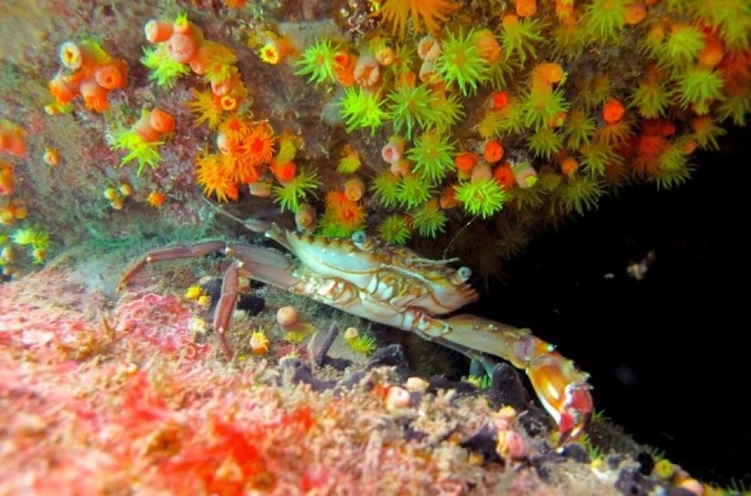Equipe do IMA discute medidas para coibir invasão de coral-sol em Alagoas