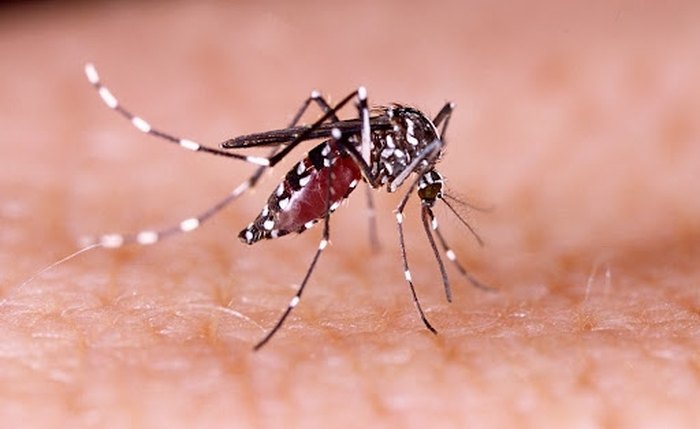 O mosquito Aedes aegypti, que também transmite dengue e chikungunya