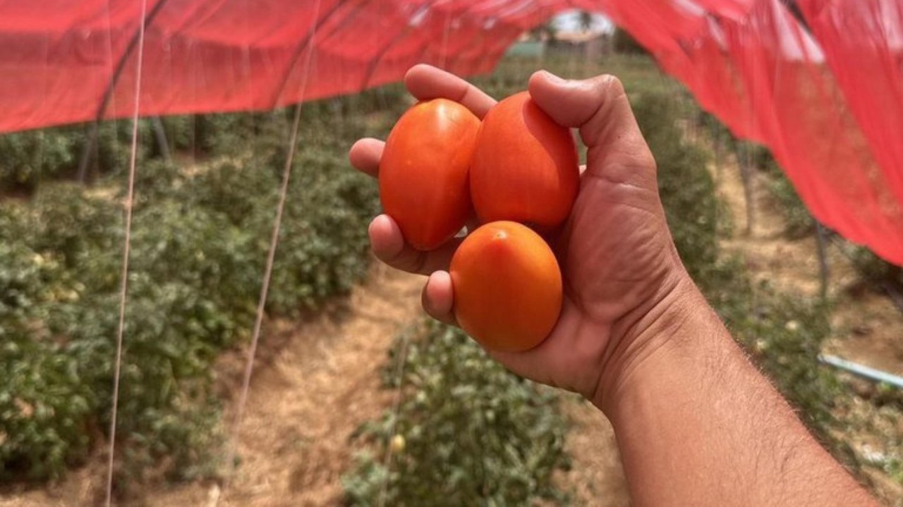 Projeto inovador apoiado pelo Governo de Alagoas  aumenta a produção de tomates em 14 toneladas