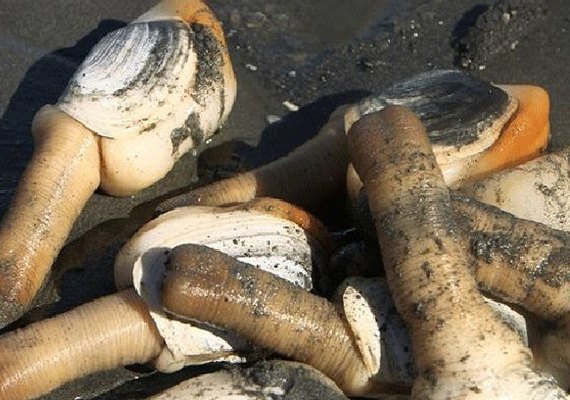 Afrodisíaco, molusco fálico americano é adorado na China