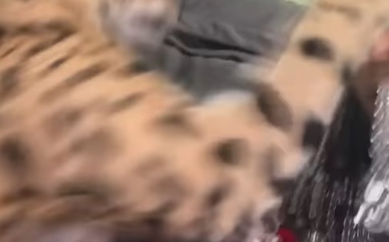 Rapper tenta beijar gato avaliado em R$ 100 mil e leva tapa