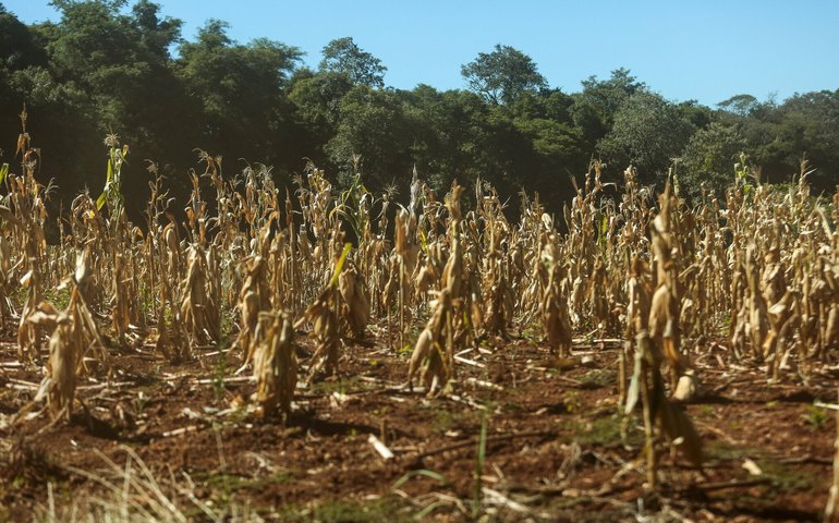 Na Argentina, agricultores lidam com consequências da seca