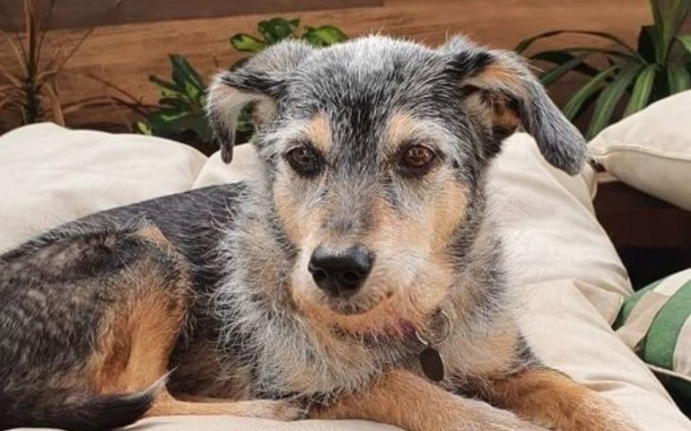 Estopinha: tutor diz que 1ª influencer pet do Brasil morreu em seus braços