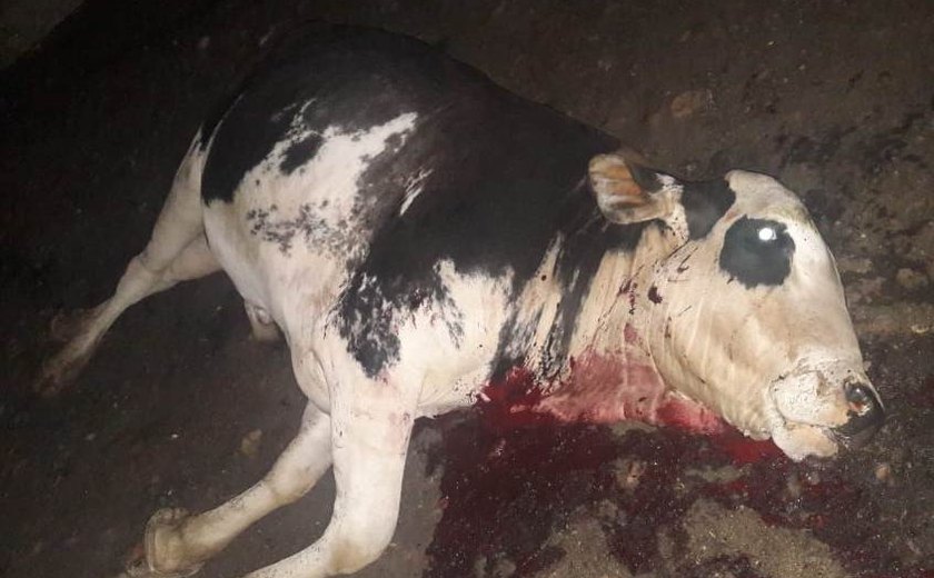 Equipes do IMA, Adeal e PM/AL combatem o abate clandestino de animais