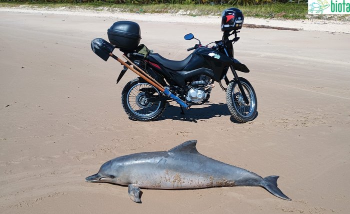 Boto-cinza foi encontrado morto em Barra de Santo Antônio