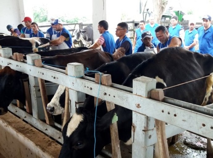 Expo Bacia Leiteira oferece curso de inseminação artificial de bovinos