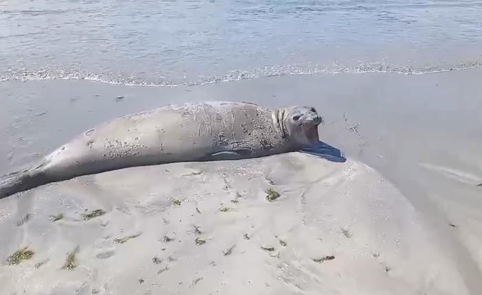 Elefante-marinho avança pelo litoral e chega a Maceió