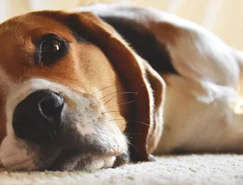 Cães e gatos alteram comportamento após perder um companheiro - Pexels (2).jpg 