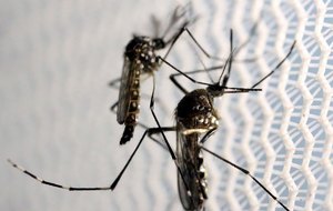 News title