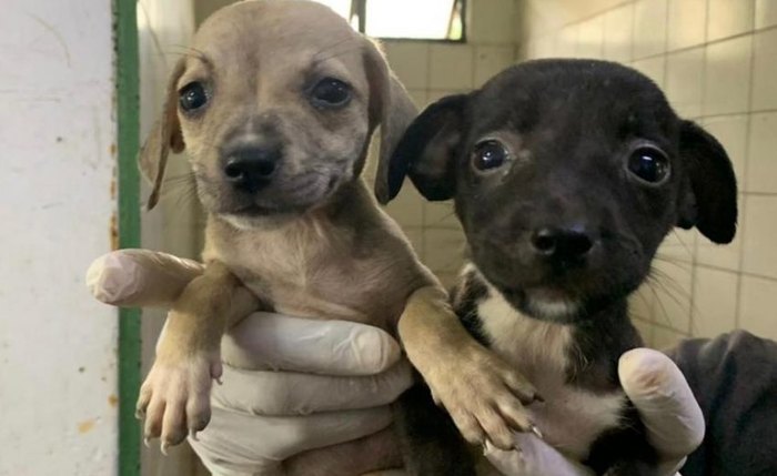 Cães e gatos vão estar na Rua Aberta neste domingo (19) em mais uma edição da Feira de Adoção Cães e gatos vão estar na Rua Aberta neste domingo (19) em mais uma edição da Feira de Adoção