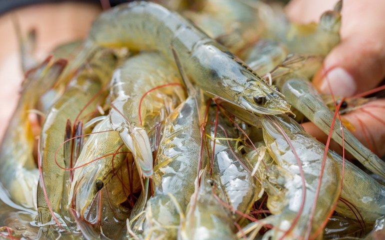 Design troca o Rio por uma fazenda pioneira de aquacultura orgânica no Rio Grande do Norte