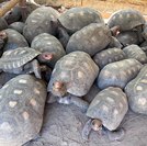 Entrega voluntária de animais silvestres é alternativa legal e responsável