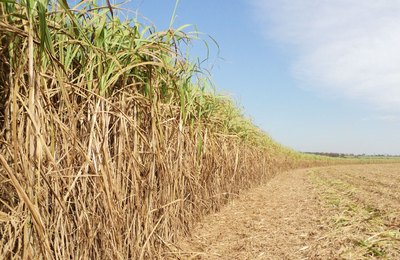 Safra de cana-de-açúcar recua 14% em Alagoas, estima IBGE
