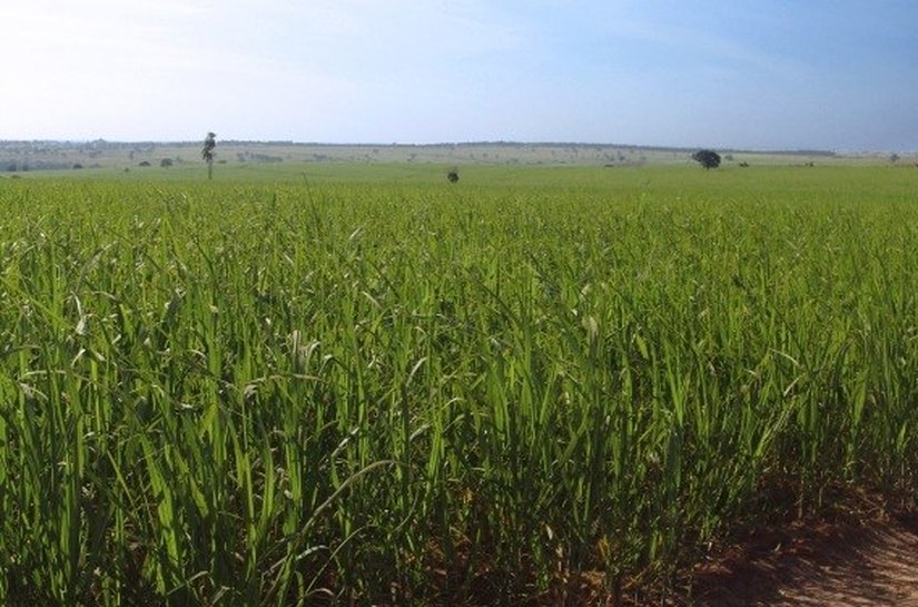 Para produtores, crédito internacional é salvação da indústria da cana em Alagoas