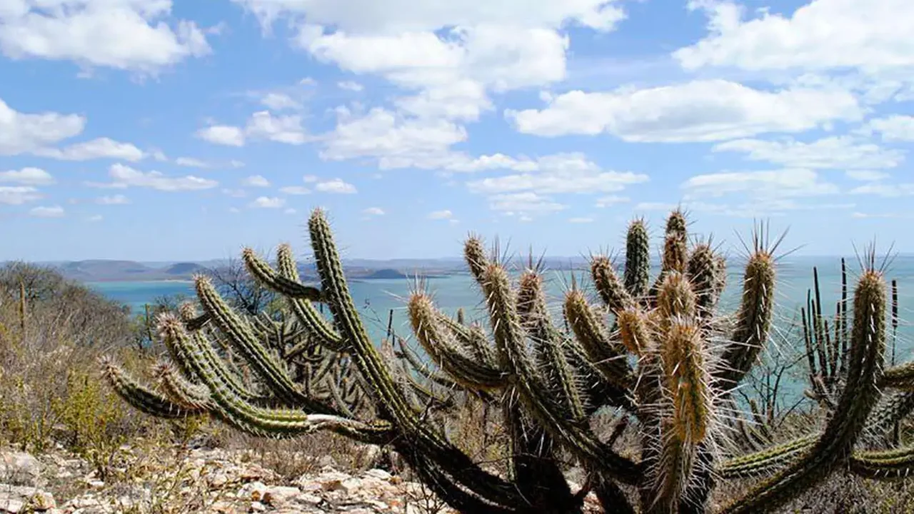 Um futuro mais verde para a Caatinga?