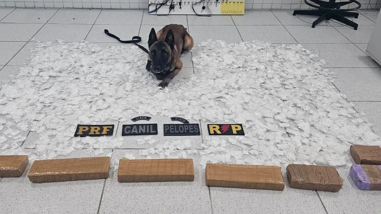 Operação intercepta carga de drogas avaliada em R$ 500 mil e prende traficante em Canapi