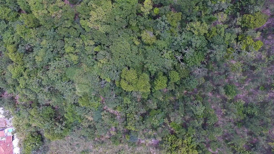 Exposição digital mostra vida nos seis biomas brasileiros